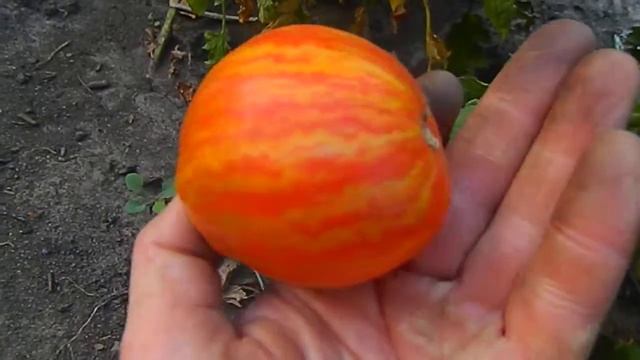 Томат Римский полосатый. Конец сезона. смотреть онлайн