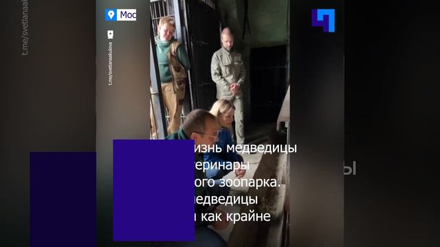В Московском зоопарке борются за жизнь белой медведицы с огнестрельным ранением смотреть онлайн