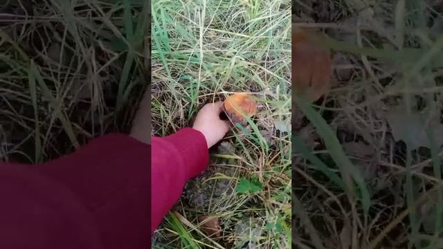 Грибы атаковали?Лес радует своими дарами???