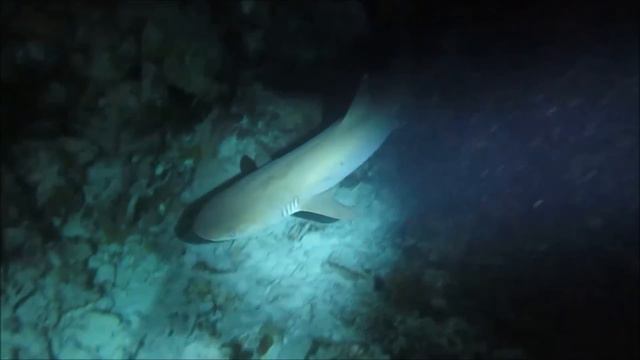 All About Sharks For Children: Animal Videos For Kids - FreeSchool