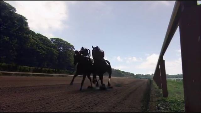 Скаковая лошадь Резвая (последние минуты жизни)