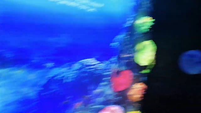 #NATIONAL AQUARIUM ABU DHABI UAE смотреть онлайн