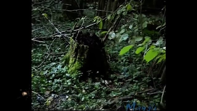 Как собирают грибы Веселки. Как применить. смотреть онлайн