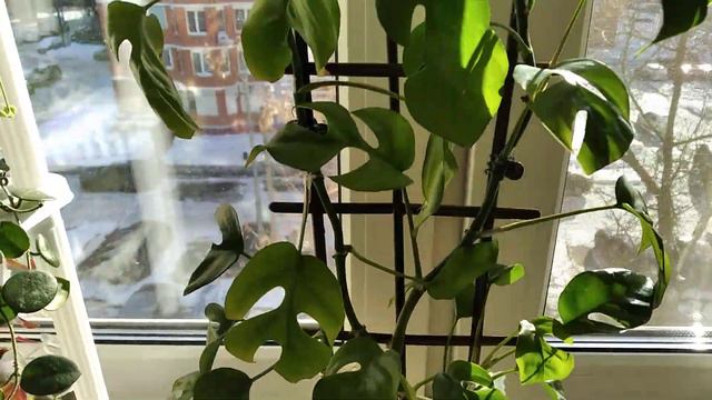 Rhaphidophora Tetrasperma