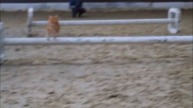 Cornet Obolensky und For Pleasure Freispringen смотреть онлайн