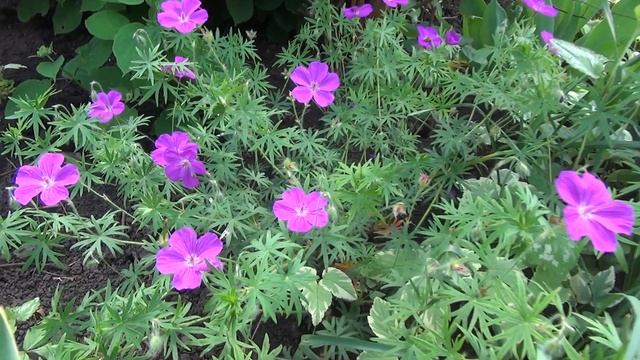 Цветы нашего сада смотреть онлайн