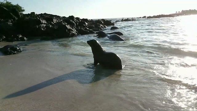 Путешествие в Эквадор с круизом по Галапагосским островам. Декабрь 2019. смотреть онлайн