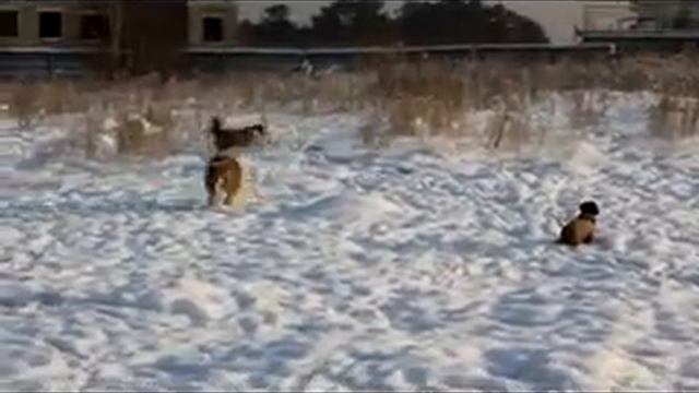 Прогулка колли, шелти и таксика 12.09.2012г. часть 1. смотреть онлайн