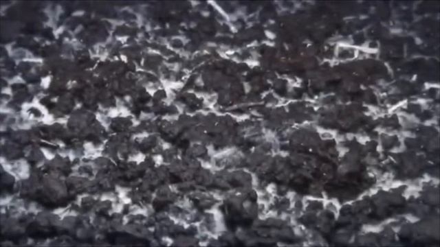 Как выращивать грибы Портобелло |Грибная ферма | смотреть онлайн