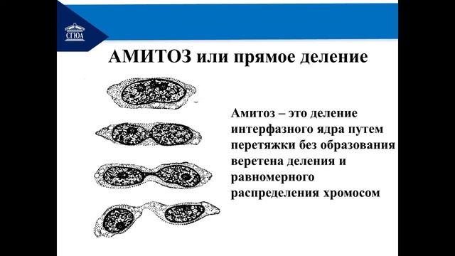 Деление клетки. Митоз. Амитоз. Мейоз