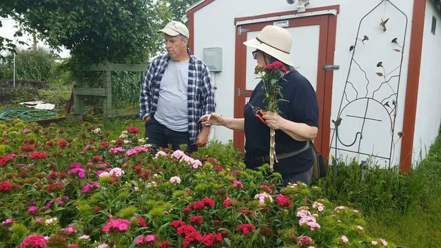 Sweet William The Second Season!