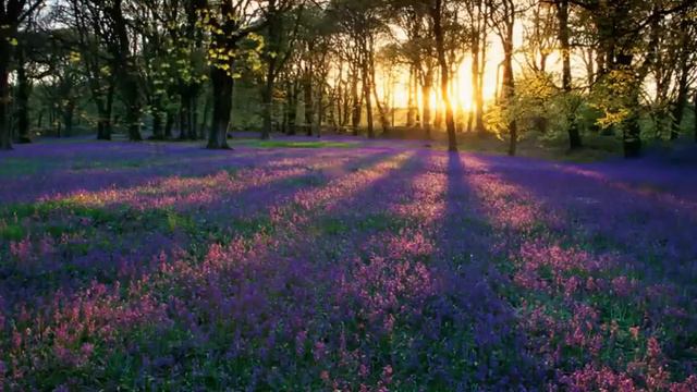 Jon Gibson - Call On My Love смотреть онлайн