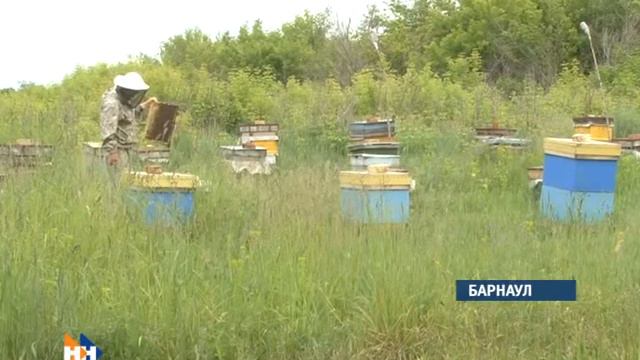 Наши новости, рубрика экономики, Елена Макаренко, брэнд "Алтайский мёд" смотреть онлайн