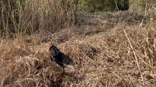 #дрессировкаспаниеля Дрессировка спаниеля (как я дрессировал свою собаку). смотреть онлайн