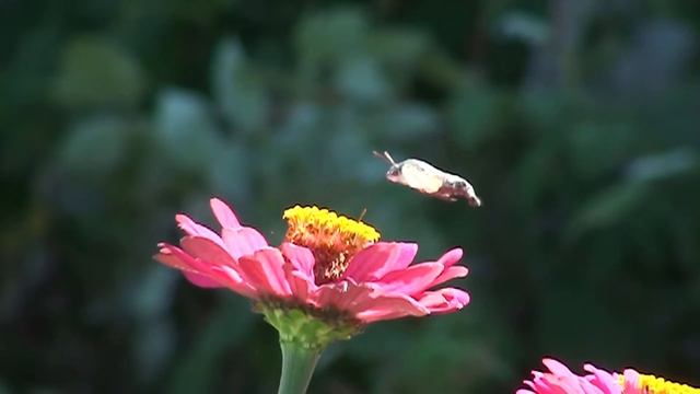 Проба видеокамеры смотреть онлайн