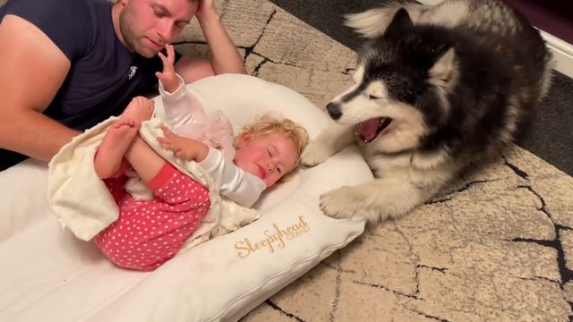 Giant Dogs Protect Sleeping Baby! (Cutest Ever!!) смотреть онлайн