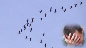 Здесь под небом чужим.... исп. Владимир  Маркин