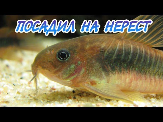 ПОСАДИЛ НА НЕРЕСТ ЗОЛОТИСТЫХ КОРИДОРАСОВ смотреть онлайн