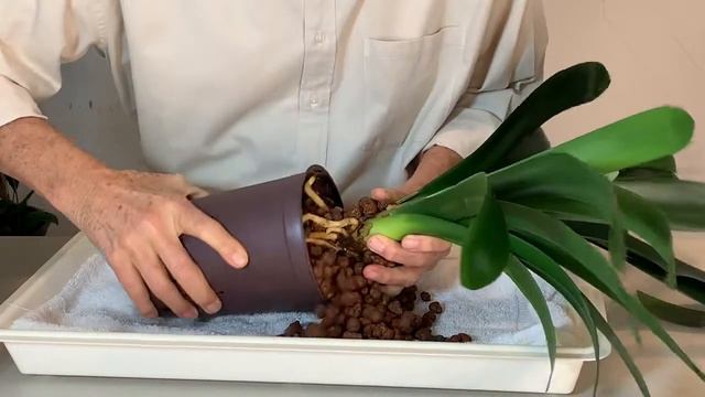 Growing Clivia with Hydroponics смотреть онлайн