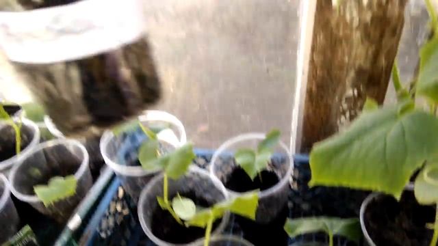 ОГУРЦЫ , КАК МЫ УСКОРЯЕМ РОСТ !!!! смотреть онлайн