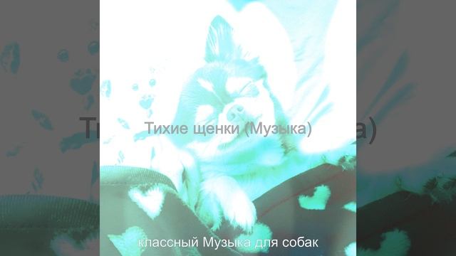 Впечатление (Выгул собак) смотреть онлайн