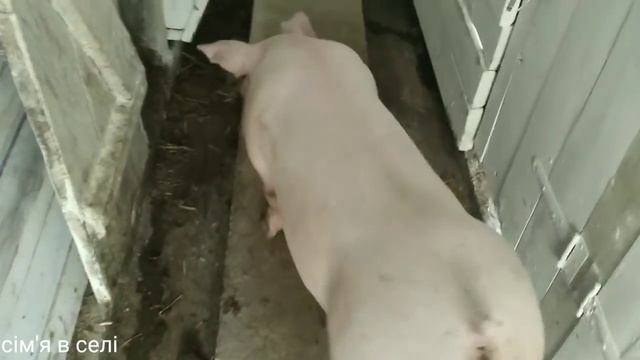 Вес кабана 100 кг в четыре месяца. Куда еще лучше? Сім'я в селі. смотреть онлайн