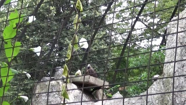 Черный гриф (Aegypius Monachus)