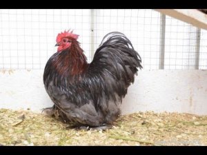 ЛПХ Феникс Декоративные куры