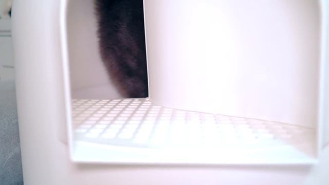 Новый ДОМИК для КОШКИ с ТУАЛЕТОМ внутри ! Реакция КОШКИ и СОБАЧКИ смотреть онлайн