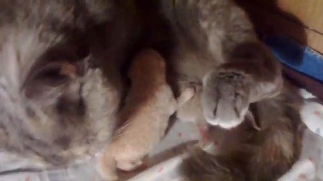 Британским котятам 1 день, дерутся за еду смотреть онлайн