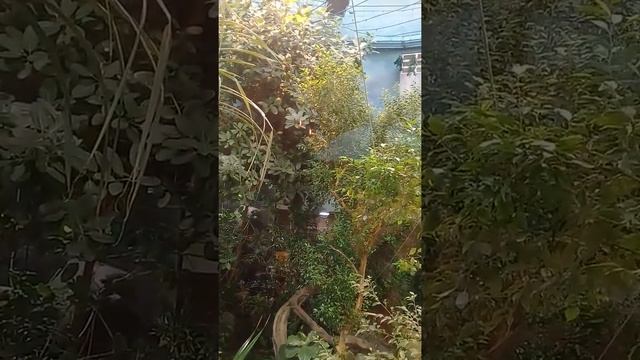 Московский зоопарк. Бабочки смотреть онлайн