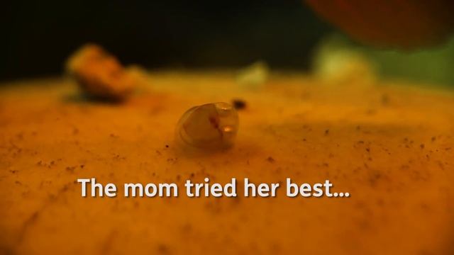 When A Guppy Fish Having Babies смотреть онлайн