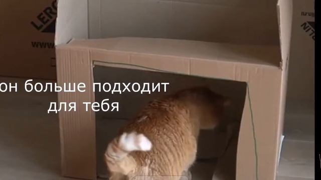 Прикольно браина расцарапал кот 😂👌🏻 смотреть онлайн