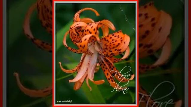 Lilia tygrysia Flore Pleno 310 смотреть онлайн