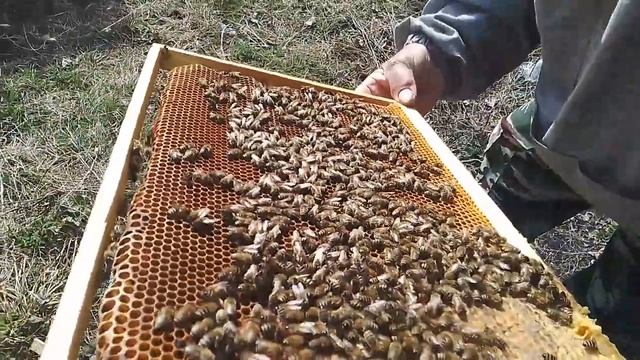Развитие пчёл весной Карника Тройзек 1075 .13 апреля смотреть онлайн