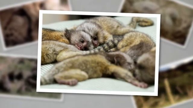 09 Детеныши в дикой природе смотреть онлайн