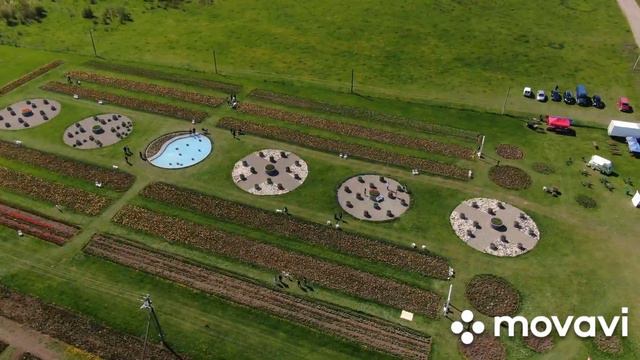 На Буковині розцвіло тюльпанове поле. Відео з дрона. Тюльпанове поле Чернівці 2021 смотреть онлайн