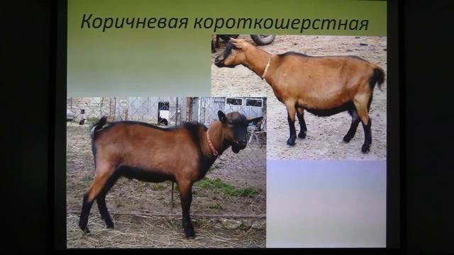 Молочные породы коз. Шаталов В.А. Кандидат с.-х. наук смотреть онлайн