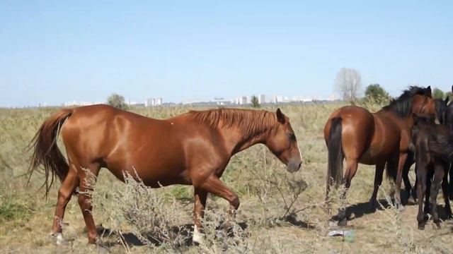 Лошади на водопое - большая встреча смотреть онлайн