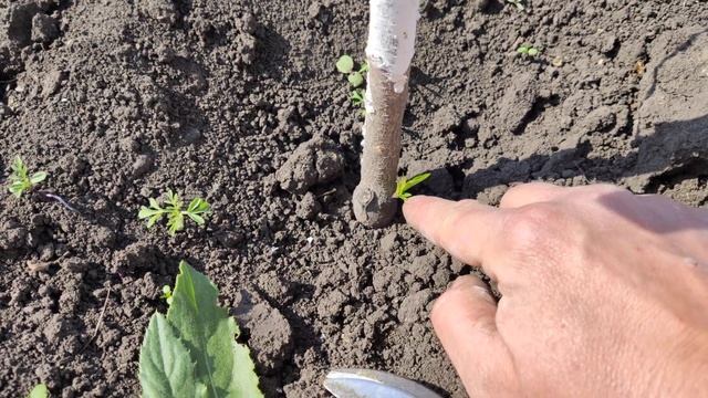 Если  персик подмёрз ! Persikovod.com