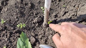 Если  персик подмёрз ! persikovod.com