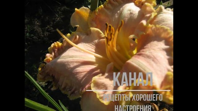 ЛИЛЕЙНИКИ В САДУ ЧАСТЬ 1 /Рецепты хорошего настроения смотреть онлайн