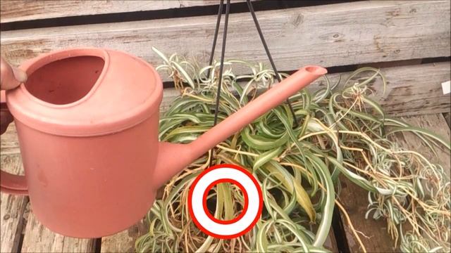 How To Grow Chlorophytum Comosum