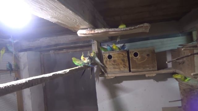 Обзор попугаев. Как бороться с клещами, пероедами, пухоедами и т.д. смотреть онлайн