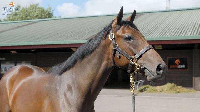 Te Akau Karaka 2019 Wrap Up смотреть онлайн