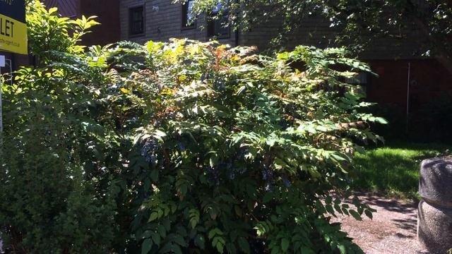 Mahonia (Mahonia aquifolium) - shrub - June 2017 смотреть онлайн