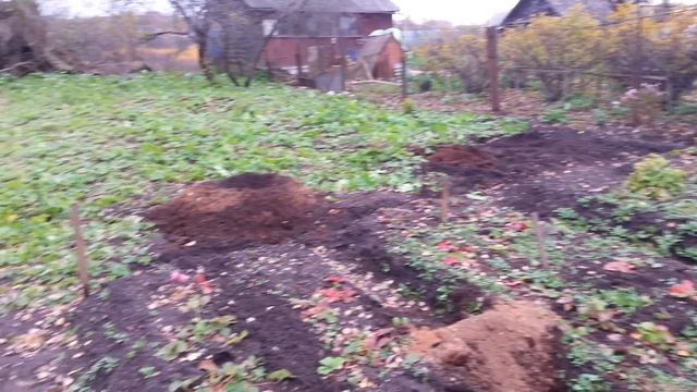 Посадочные ямы для абрикос. смотреть онлайн