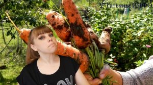 Выбираем соседей МОРКОВИ для хорошего урожая! Совместимость овощных культур!