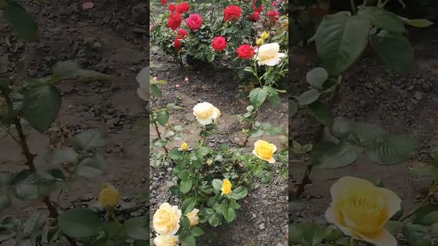 Троянда Леді оф Шалот. Поряд червона троянда Харденберг 0:28-0:40, далі Дам де Кер, жовті Бероліна смотреть онлайн