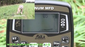 АКА Сигнум МФД.  Глубина поиска на монету  - 60см.